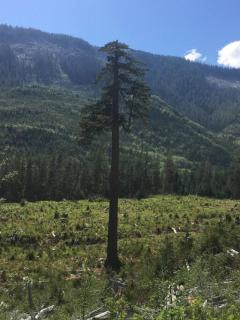 The Great Escape - Port Renfrew - 1