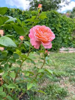 Das Depot - zentral Wohnen in Naumburg - 3