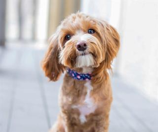 Timberline - Spruce Lodge by Fernie Central Reservations - 8