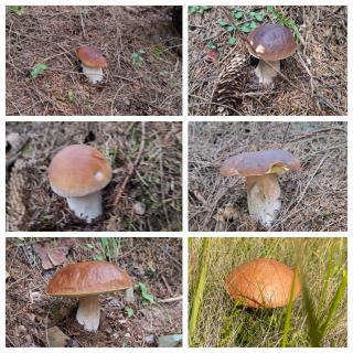 Шепіт Карпат - 3