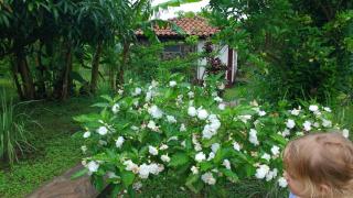 Finca Mystica - Ometepe - 6