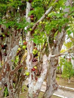 Chacara vida nova em Pedro de toledo - 2