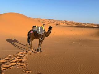 Mufasa Luxury Camp - 1