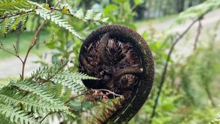 Pheasant Hill Hideaway 10 min to Waihi Beach - 2