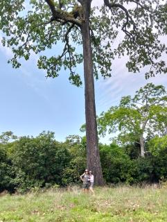 Amazon Florest - Autazes - 3