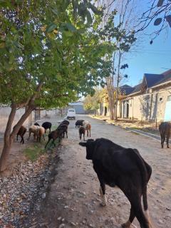 Guest House Faiz - Panjakent - 4