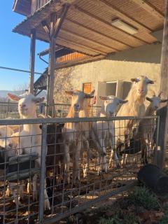 Pension Biofarma Slunečná - 1