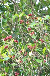 Sabda Alam Agro & Farmstay - 3