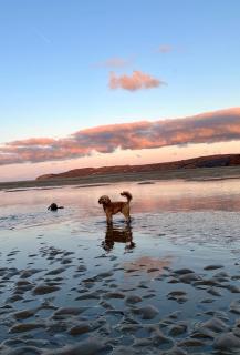 Cosy one bed cottage in Anglesey - 1
