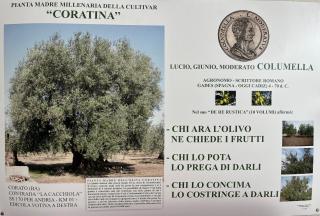 B&B Villa Mediterranea with parking space - 1