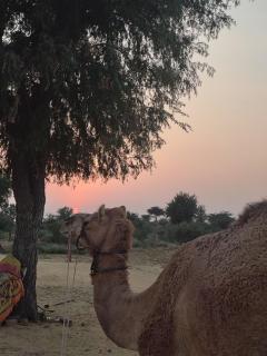 raju shing desert safari - 7
