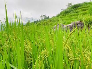 Pu Luong Bản - 1