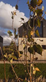 Domki Kwiatowe N05 - Łeba - Nowęcin - 7