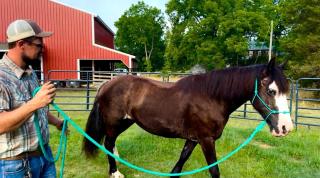 Historic Farm Cottage Perfect for Groups and Horseback Riding in Virginia - 6