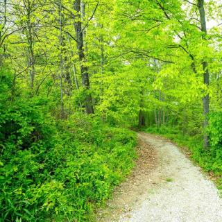 Beautiful Tented Cabin Nestled Amidst Trees with Incredible Hiking Trails Near in Logan, Ohio - 5
