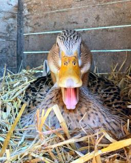 Parcel Tiny House I L'Arche des Hays - 2