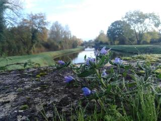 Gîtes Le champ radis - Canal du Nivernais - 6