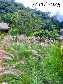 Vườn An nhiên Mộc Châu - 8