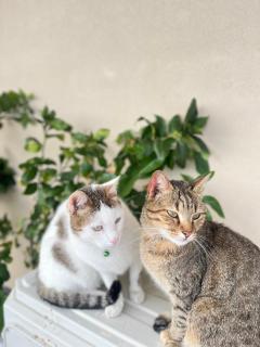 B&B La Terrazza Polifrone - 3