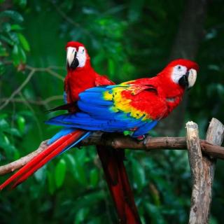 Manuel Antonio Tree House VIllas - 8