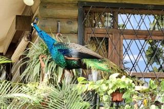 Quinta Pavo Real By Acomodo - 8