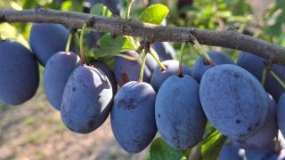 Kraljska koliba - Kralje's Cottage - 1