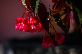 Villa Marianthy Kefalonia - 7