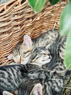 Seetalbauer - Altenmarkt im Pongau - 4