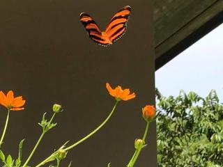 Aloha surf Nosara - Kahala Hui Cabanas #1 - 8