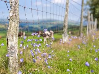 Dol Y Mynydd The Mountain Meadow - Cottage - 4