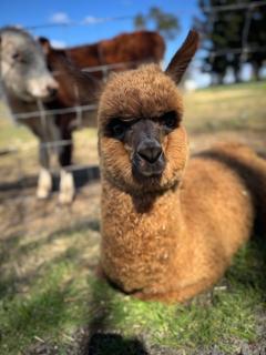 Mowbray Park Holidays - Picton - 6