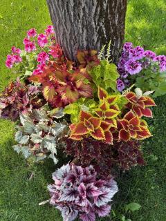 Giardino di Lei, appartamento Giallo - 7