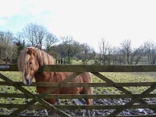 Ty Newydd Cottage - 2