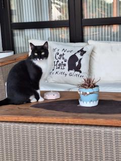 The Pervoli Studio - Pool - Close to Beach - 1