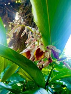 Tropical Jungle Bugelow - 4