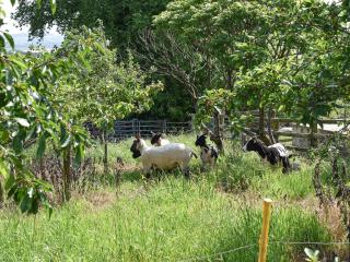 Swallows Nest - Uk12085 - 3