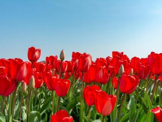 Apartment in Zoutelande near beach - 9