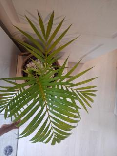 Bungalow " Man Doudou" - 7