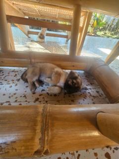 Mantra Yoga Homestay - 3