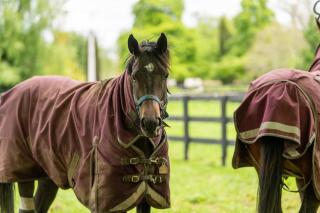 Barnarch Cottage - 5