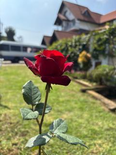 The Venice Royal Bungalow Nuwaraeliya - 9