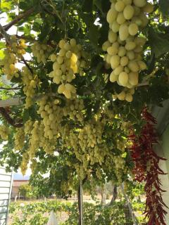 Güneş Tatil Köyü - 9