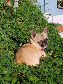 Quinta essência suites e chalés - 1