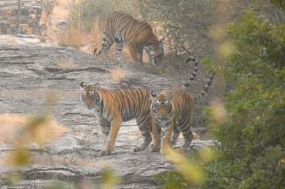 Tiger Echo Resort - 2