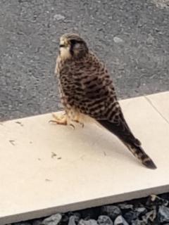 Paradise Golf Holiday House - 8