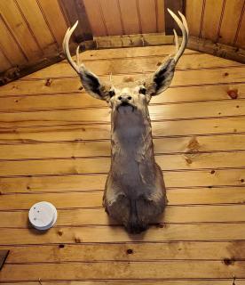 Wooden Rustic Cabin Great for Outdoor Activities in Liberty, Kentucky - 9