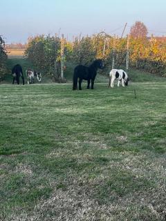 Agriturismo Carne Sicura - Bagnolo San Vito - 2
