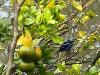 Cabaña del Lago - 7