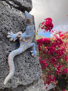 "Our Soleada" Villa cosy and flowery, heated pool - 0