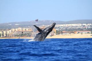 Copala At Quivira-Poolside Ground Floor Oceanview - 8